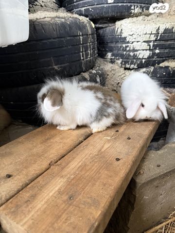 תמונת מודעה - חיות מחמד