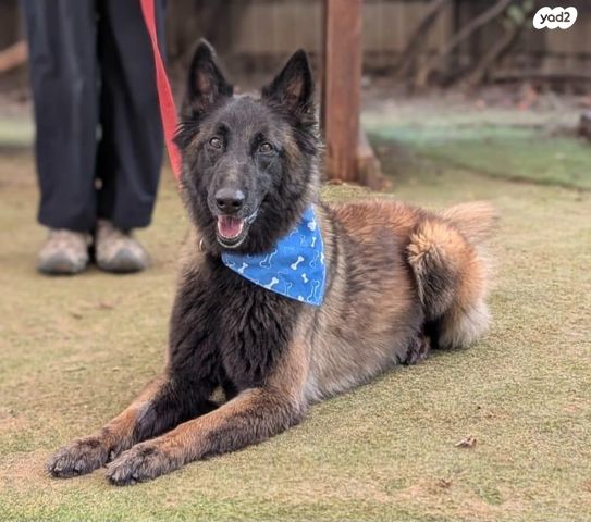 תמונת מודעה - חיות מחמד