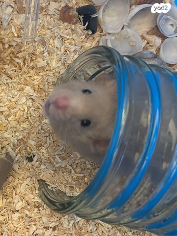 תמונת מודעה - חיות מחמד