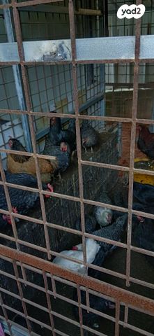 תמונת מודעה - חיות מחמד