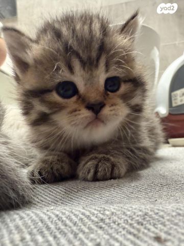 תמונת מודעה - חיות מחמד