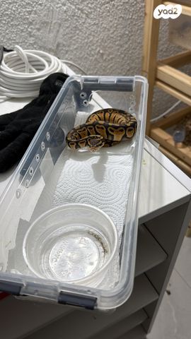 תמונת מודעה - חיות מחמד