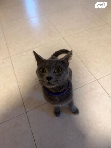 תמונת מודעה - חיות מחמד