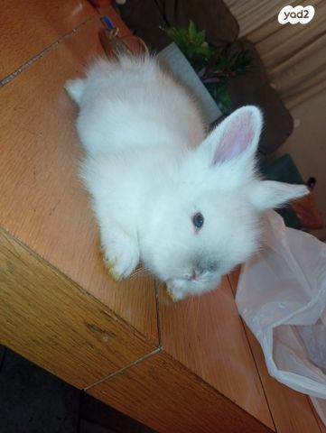 תמונת מודעה - חיות מחמד