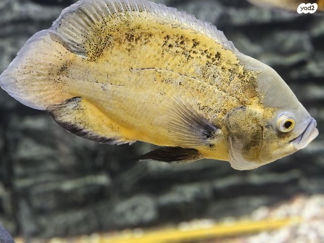 תמונת מודעה - חיות מחמד