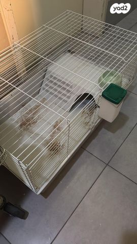 תמונת מודעה - חיות מחמד