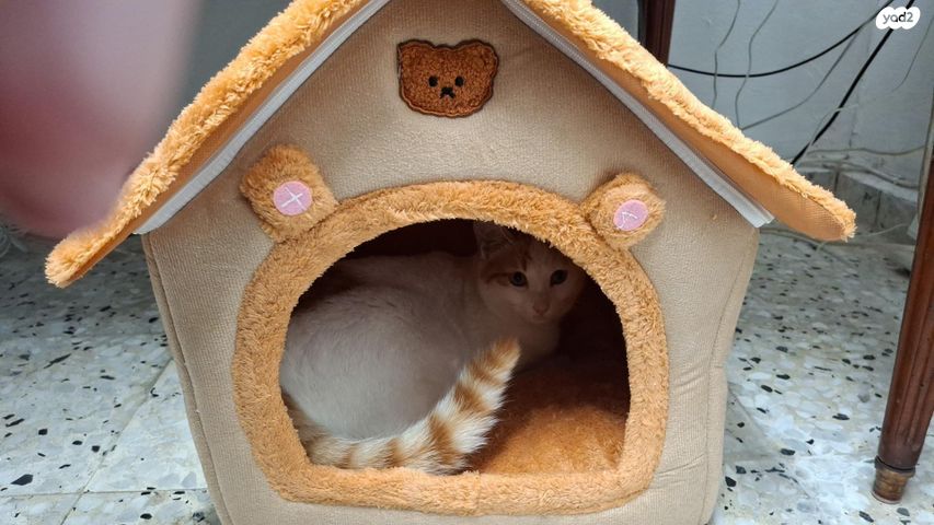 תמונת מודעה - חיות מחמד