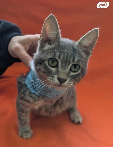 תמונת מודעה - חיות מחמד