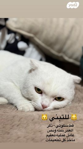 תמונת מודעה - חיות מחמד