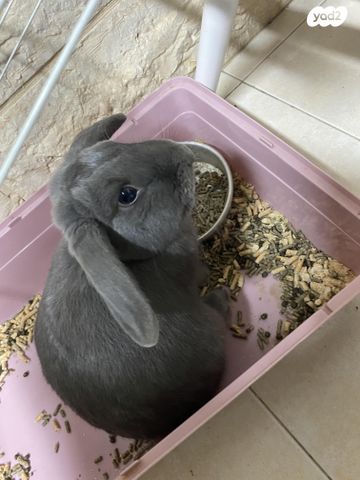 תמונת מודעה - חיות מחמד