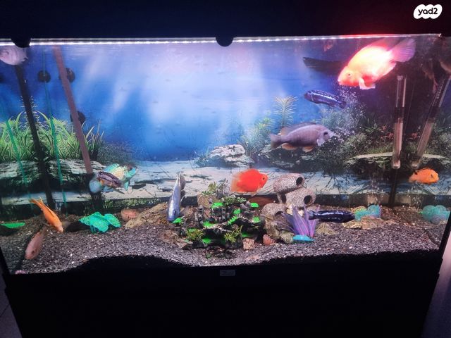 תמונת מודעה - חיות מחמד