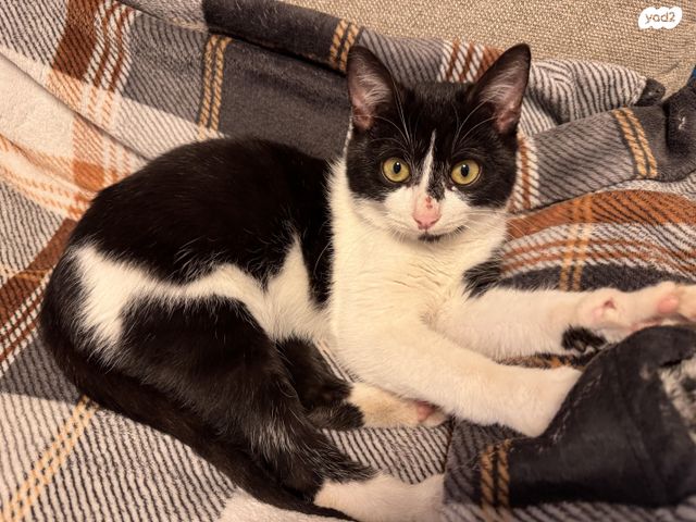 תמונת מודעה - חיות מחמד