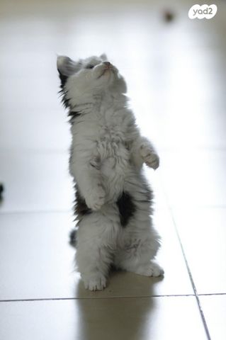 תמונת מודעה - חיות מחמד