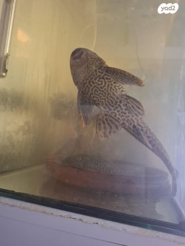 תמונת מודעה - חיות מחמד