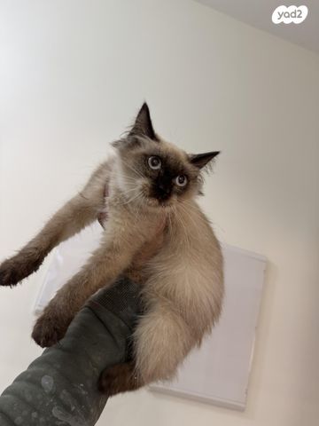 תמונת מודעה - חיות מחמד