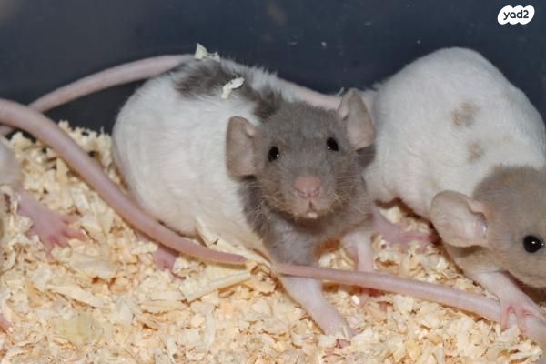 תמונת מודעה - חיות מחמד