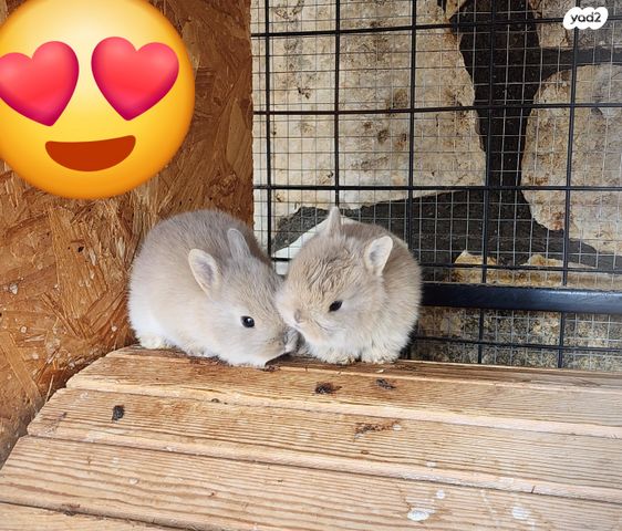 תמונת מודעה - חיות מחמד