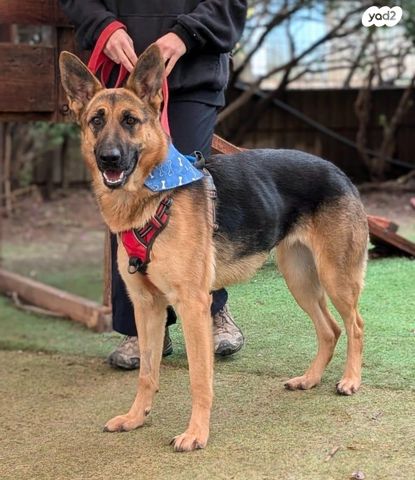 תמונת מודעה - חיות מחמד