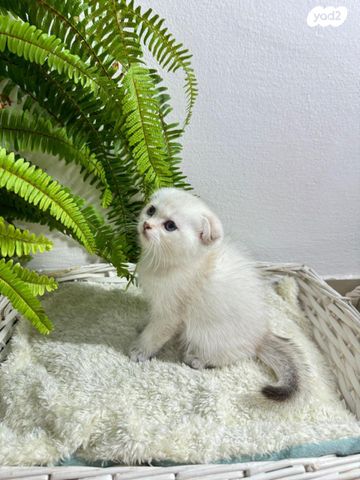 תמונת מודעה - חיות מחמד