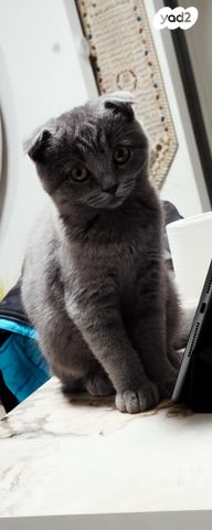 תמונת מודעה - חיות מחמד