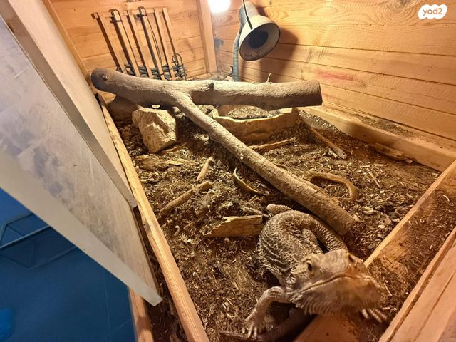 תמונת מודעה - חיות מחמד