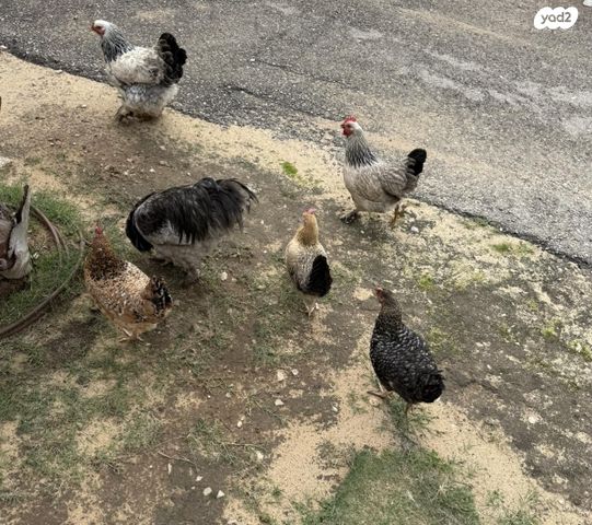 תמונת מודעה - חיות מחמד