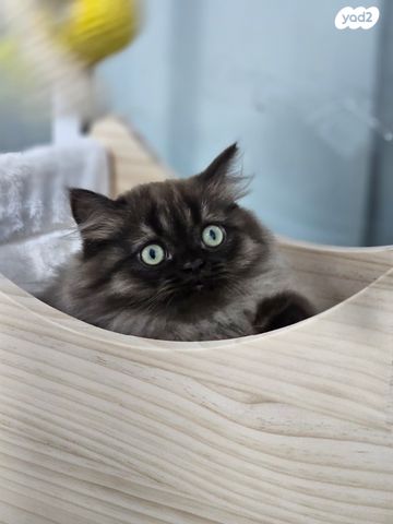 תמונת מודעה - חיות מחמד