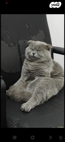 תמונת מודעה - חיות מחמד