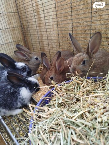 תמונת מודעה - חיות מחמד