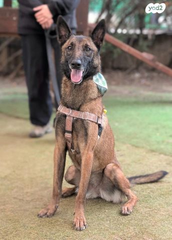 תמונת מודעה - חיות מחמד