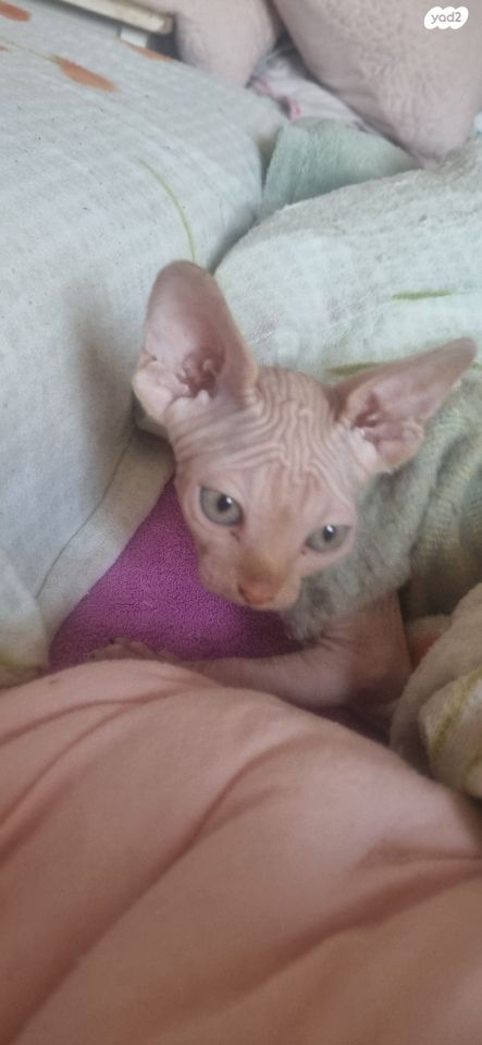 תמונת מודעה - חיות מחמד