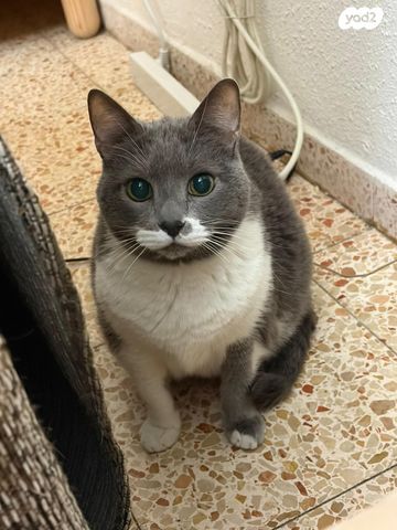 תמונת מודעה - חיות מחמד