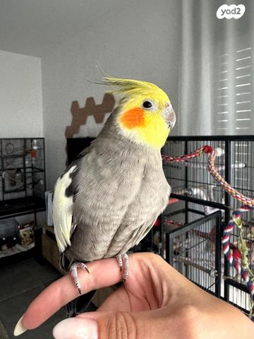 תמונת מודעה - חיות מחמד