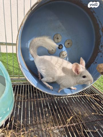 תמונת מודעה - חיות מחמד