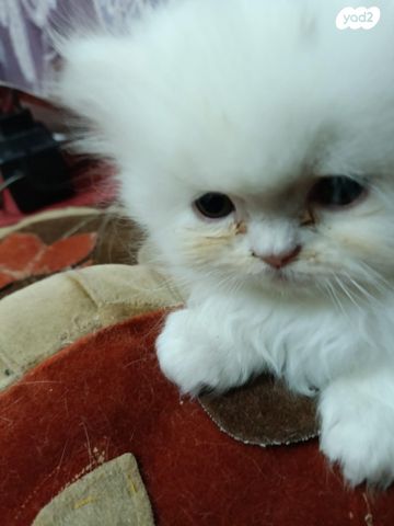 תמונת מודעה - חיות מחמד