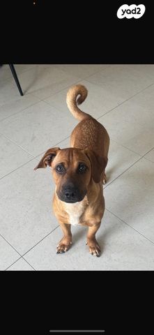 תמונת מודעה - חיות מחמד