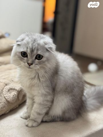 תמונת מודעה - חיות מחמד