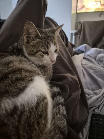 תמונת מודעה - חיות מחמד