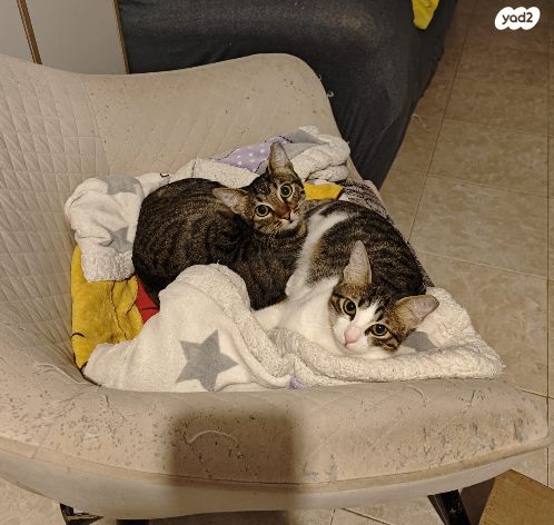 תמונת מודעה - חיות מחמד