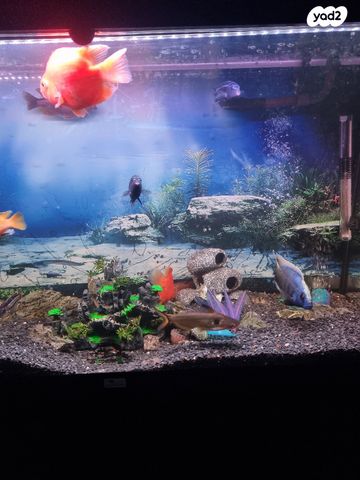 דג ציקלידים