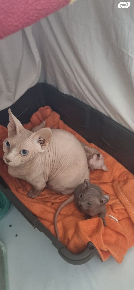 תמונת מודעה - חיות מחמד