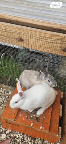 תמונת מודעה - חיות מחמד