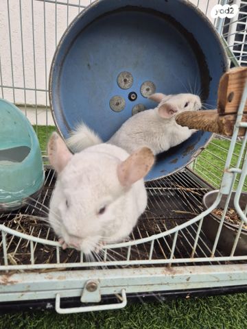 מכרסם צ'ינצ'ילה