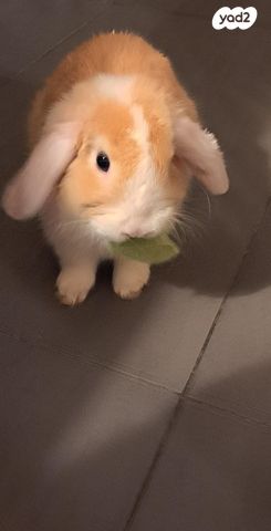 מכרסם ארנב ננסי