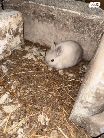 מכרסם ארנב ננסי