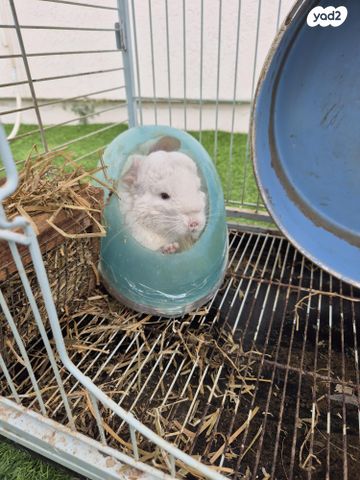 מכרסם צ'ינצ'ילה