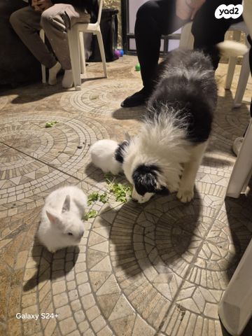 מכרסם ארנב ננסי