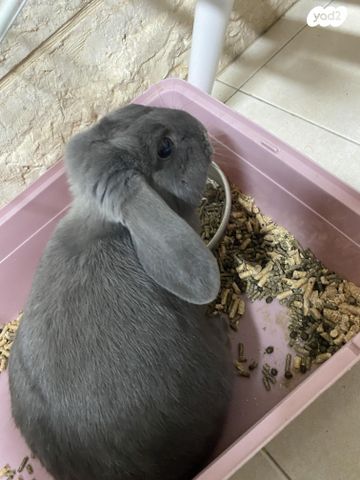 מכרסם ארנב \ שפן