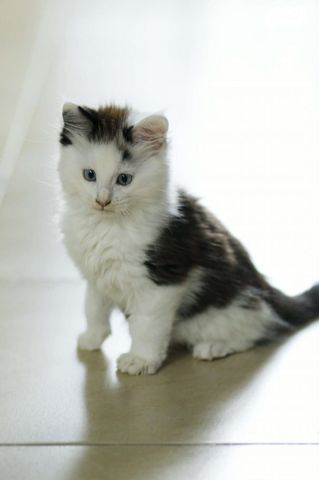 חתול מיין קון