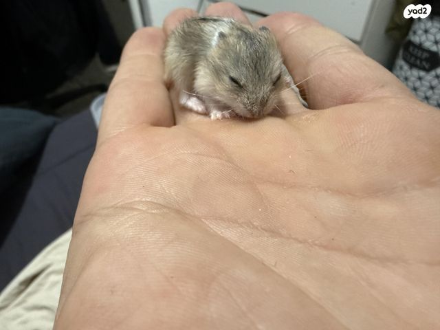 מכרסם אוגר סיבירי